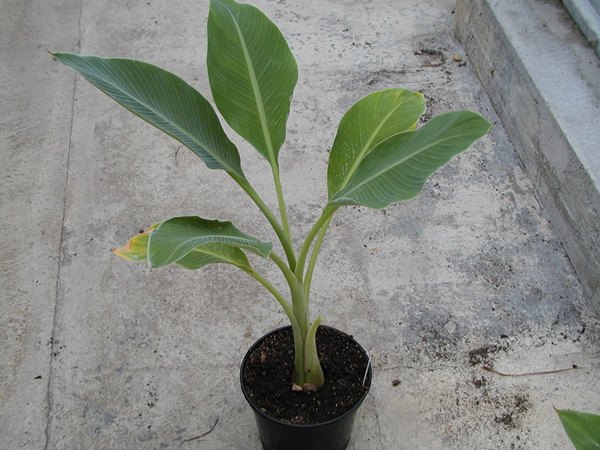 Musella lasiocarpa Golden Lotus Banane Stamm 30/40cm, 100/120cm